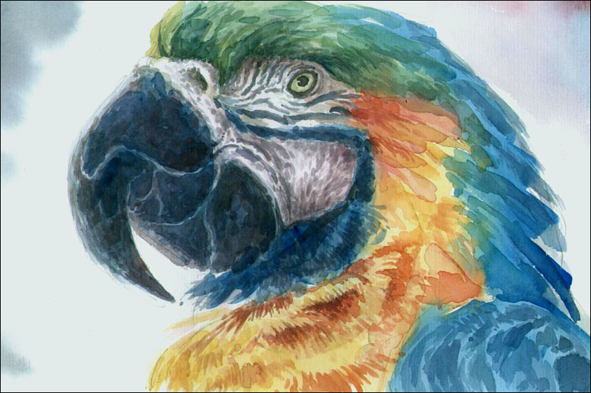 Papagei, Aquarell